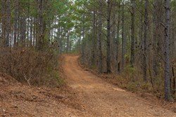 Lightning Ridge Tract 81