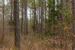 Lightning Ridge Tract 82