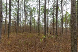 Lightning Ridge Tract 82