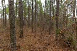 Lightning Ridge Tract 82