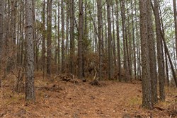 Lightning Ridge Tract 83