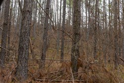 Lightning Ridge Tract 83