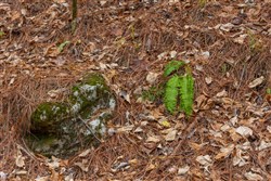 Lightning Ridge Tract 84