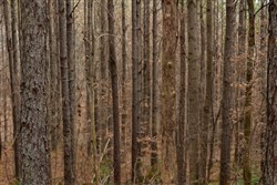 Lightning Ridge Tract 85