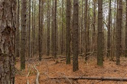 Lightning Ridge Tract 85