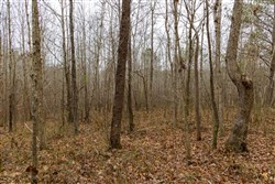 Lightning Ridge Tract 87