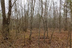 Lightning Ridge Tract 88