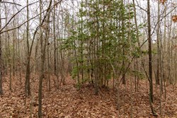 Lightning Ridge Tract 90