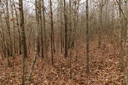 Lightning Ridge Tract 90