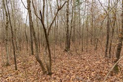 Lightning Ridge Tract 90