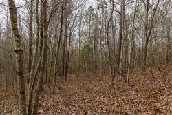 Lightning Ridge Tract 93