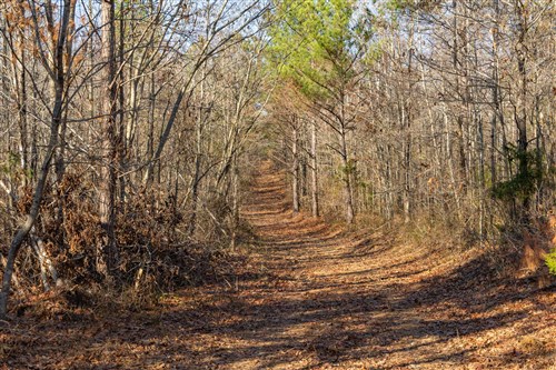 Lightning Ridge Tract 98