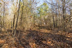 Lightning Ridge Tract 98