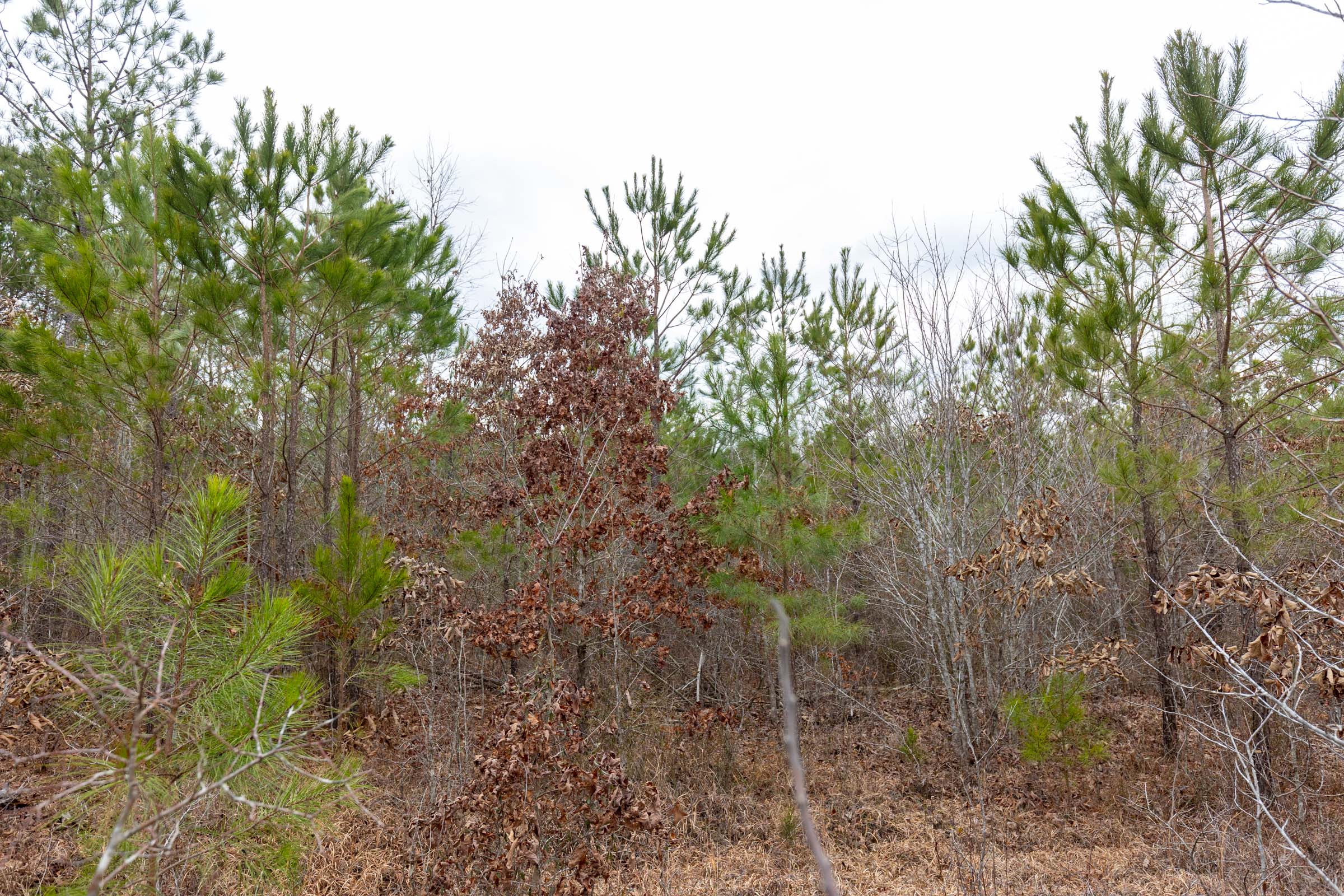 Tract 1 at Baker Creek in Fayette County, Alabama