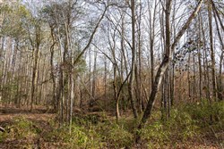 Baker Creek Tract 10