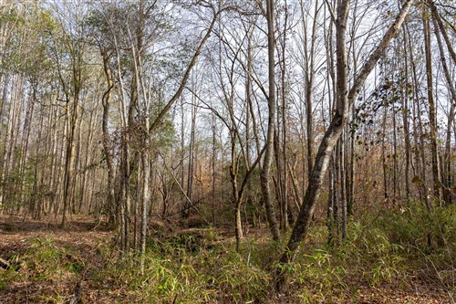 Baker Creek Tract 10