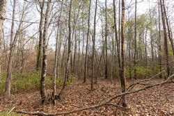 Baker Creek Tract 10