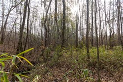 Baker Creek Tract 10