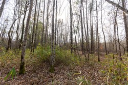 Baker Creek Tract 10