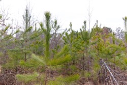 Baker Creek Tract 11