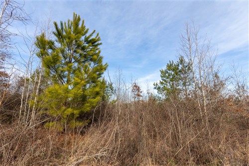 Baker Creek Tract 12