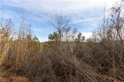 Baker Creek Tract 12