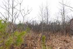 Baker Creek Tract 12
