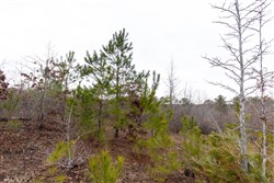 Baker Creek Tract 12