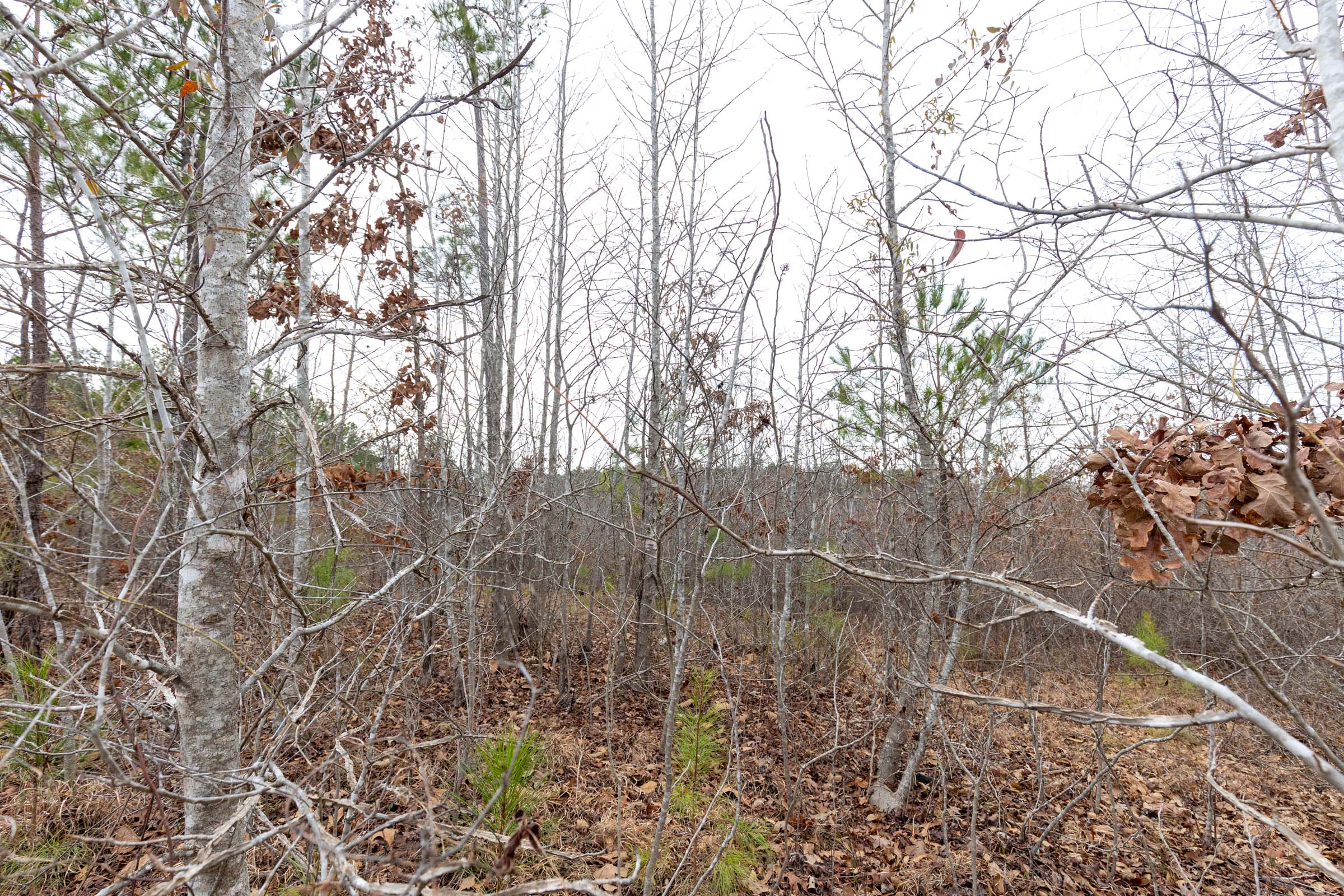 Tract 13 at Baker Creek in Fayette County, Alabama