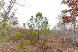 Baker Creek Tract 14