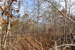 Baker Creek Tract 14