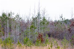 property photo for Baker Creek Tract 18, 5.92 acres for sale in Fayette County, Alabama