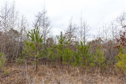 property photo for Baker Creek Tract 18, 5.92 acres for sale in Fayette County, Alabama