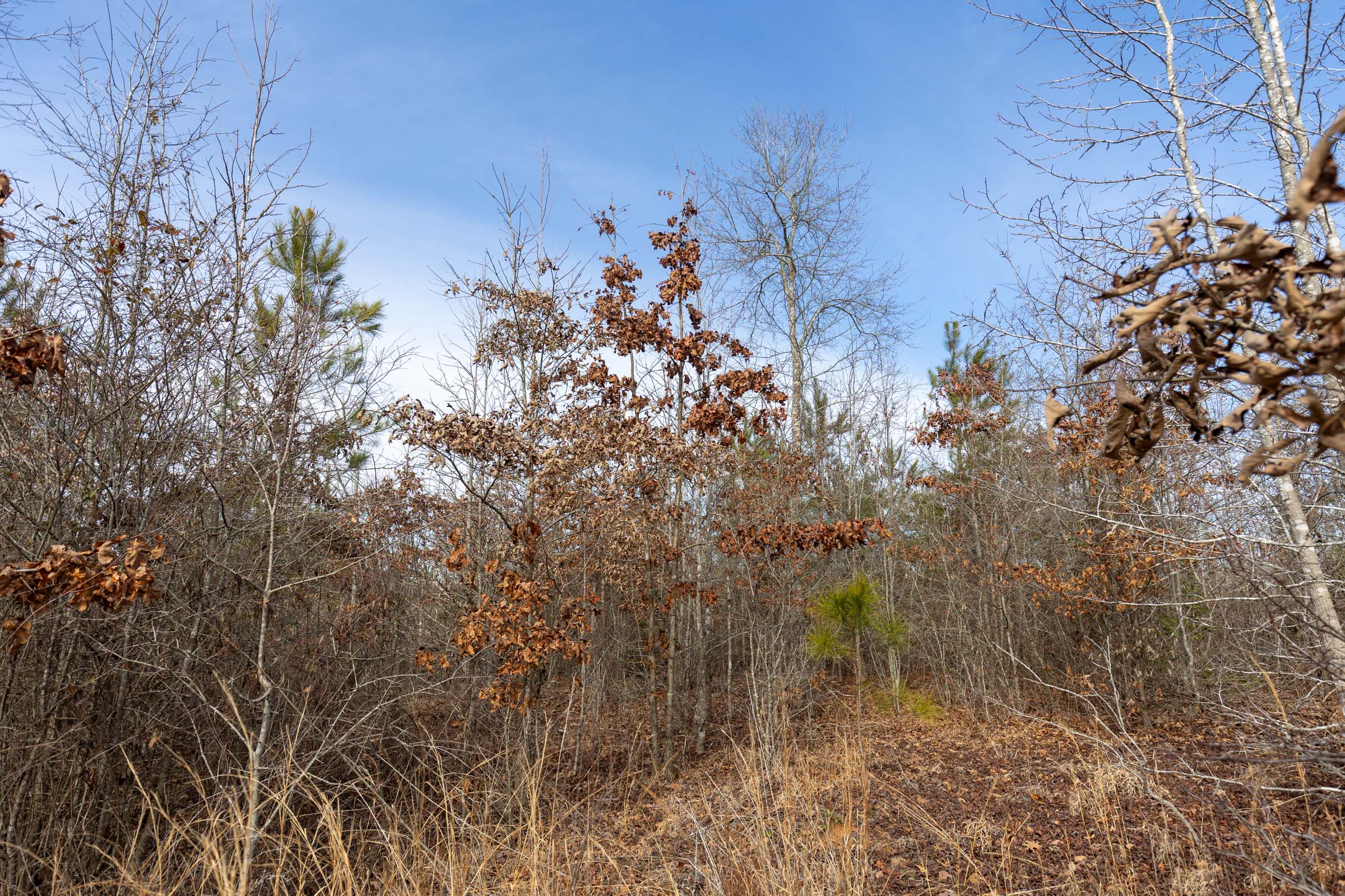 Tract 5 at Baker Creek in Fayette County, Alabama