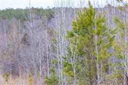 property photo for Baker Creek Tract 7, 5.52 acres for sale in Fayette County, Alabama