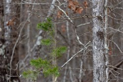 property photo for Baker Creek Tract 7, 5.52 acres for sale in Fayette County, Alabama