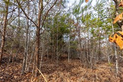 property photo for Baker Creek Tract 7, 5.52 acres for sale in Fayette County, Alabama