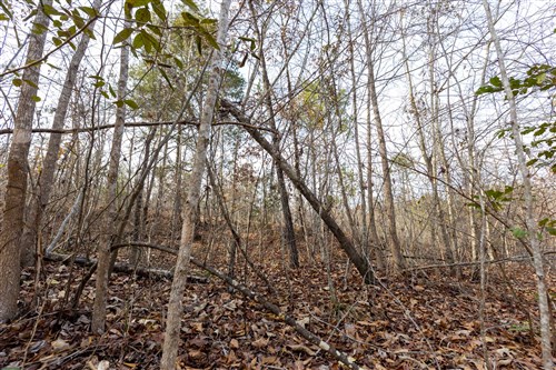 Baker Creek Tract 8