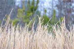 Baker Creek Tract 8