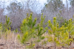 Baker Creek Tract 8