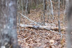 property photo for Baker Creek Tract 9, 5.38 acres for sale in Fayette County, Alabama