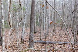property photo for Baker Creek Tract 9, 5.38 acres for sale in Fayette County, Alabama
