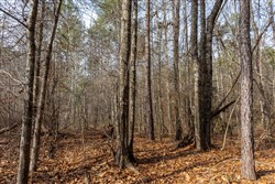 property photo for Baker Creek Tract 9, 5.38 acres for sale in Fayette County, Alabama