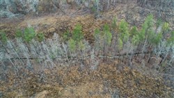 property photo for Fairview Hills Tract 3, 5.07 acres for sale in Lamar County, Alabama