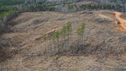 property photo for Fairview Hills Tract 5, 5.49 acres for sale in Lamar County, Alabama