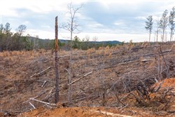 property photo for Fairview Hills Tract 5, 5.49 acres for sale in Lamar County, Alabama