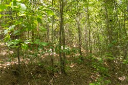 Olive Hill Tract 1