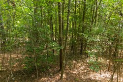 Olive Hill Tract 1