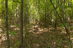 Olive Hill Tract 10