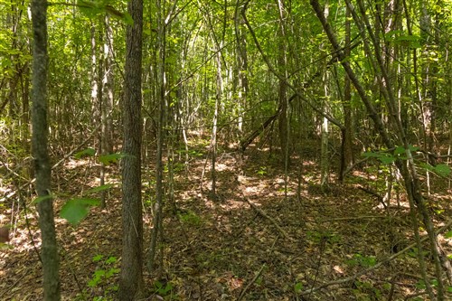 Olive Hill Tract 10